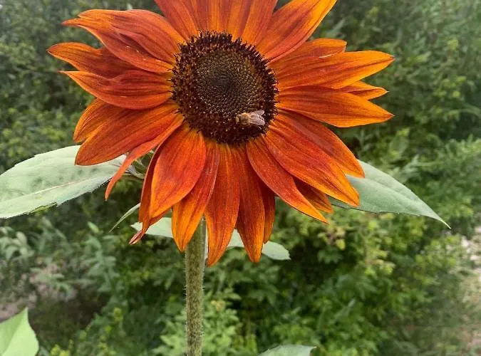 Apartmán In St. Jakob Im Rosental *